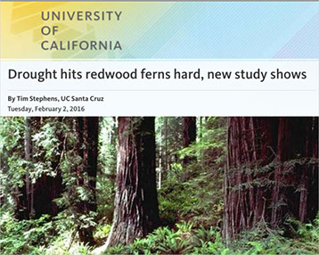 Drought hits redwood ferns hard, new study shows. University of California article headline